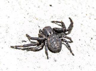 Black Araneus ventricosus spider. Macro spider