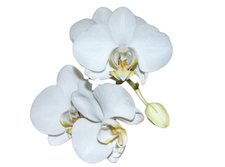 White orchid flowers isolated on white background