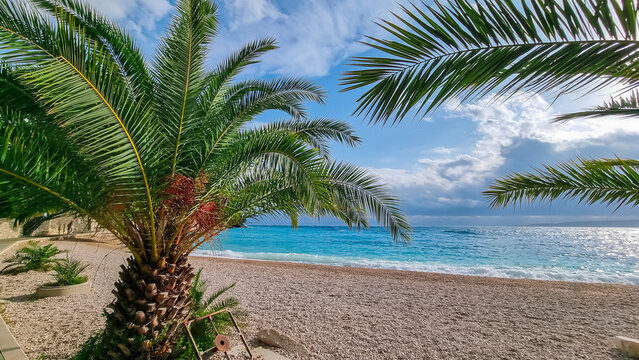 Tropical palm tree on idyllic beach Plaza Soline in coastal town Brela, pearl of Makarska Riviera in Dalmatia, Croatia. Scenic view of majestic coastline of Adriatic Mediterranean Sea in summer. Vacay