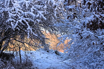 Gałęzie w śniegu