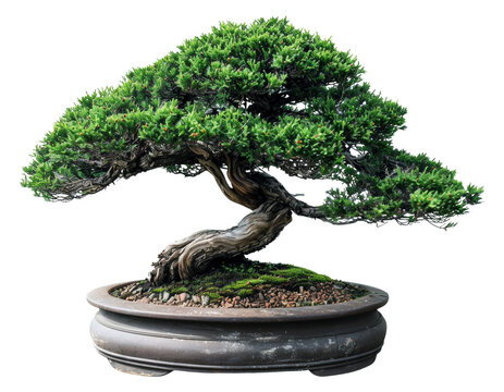 Mature juniper bonsai tree in a ceramic pot, cut out - stock png.