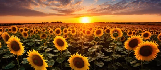 Fotobehang The setting sun casts a golden glow over a vast field of sunflowers, creating a stunning natural landscape with vibrant yellow petals against the colorful sky © AkuAku