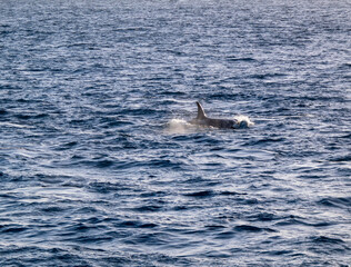 Fototapeta premium Killer Whale at sea in iceland
