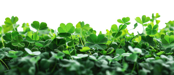 Fototapeta premium Lush green clover field symbolizing growth and luck, cut out - stock png.