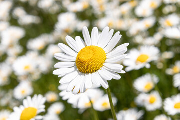 Fototapeta premium Frühlingswiese voller Margeriten