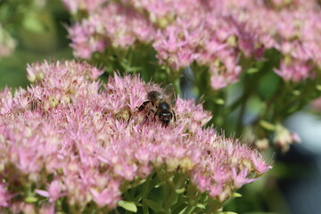 bees pollinate pink flowers in summer

