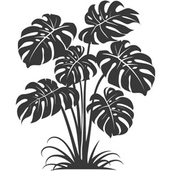 Fototapeta na wymiar Silhouette monstera plant in the ground black color only 