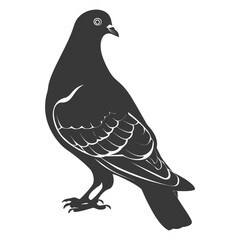 Silhouette pigeon bird animal black color only full body