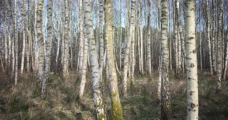 Crédence de cuisine en verre imprimé Bouleau Panoramic photo of a birch grove, selective focus.