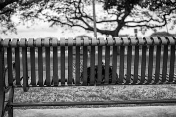 Cat sunbathing on a metal bench in Waikiki, Hawaii.