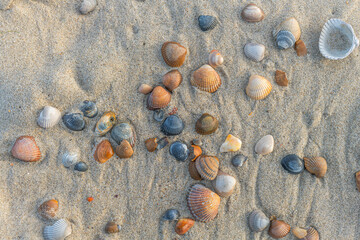 Fototapeta na wymiar Beach near Domburg town in spring fresh morning with sea shells