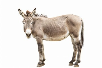A donkey standing calmly in front of a plain white background.