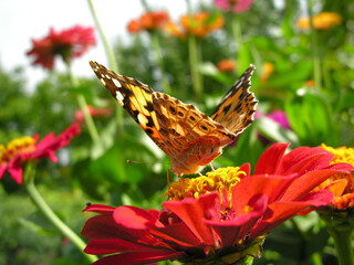 close-up of Monarch Butterfly feeds on the red Zinnia flower