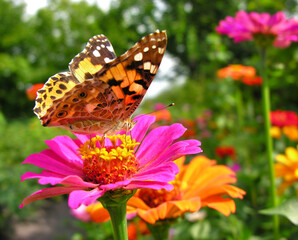 close-up of Monarch Butterfly feeds on the pink Zinnia flower
