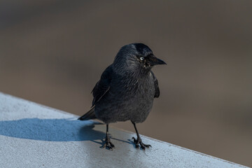Jackdaw bird with black feathers on blue airport roof in sunny day