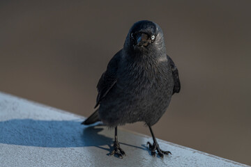 Fototapeta premium Jackdaw bird with black feathers on blue airport roof in sunny day