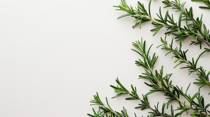 Fototapeta premium rosemary sprigs.