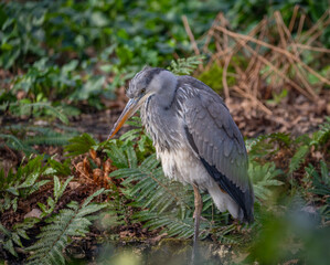 Grey heron bird in city park in early spring sunny day