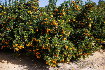 Fototapeta premium tangerine tree with fruit