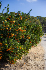 tangerine tree with fruit