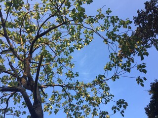 Photo of leaves against a blue sky background