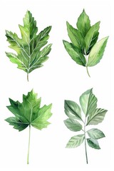 Four different types of leaves on a white background. Perfect for botanical projects