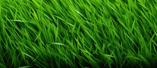 Photo sur Plexiglas Herbe A closeup view of a field of green grass swaying in the wind, showcasing the beauty of terrestrial plants and grasslands in the landscape