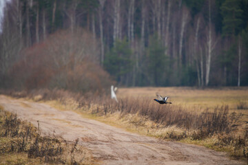 Obraz na płótnie Canvas The black grouse (Lyrurus tetrix) flies across the field