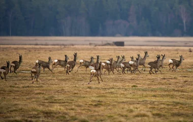 Zelfklevend Fotobehang A large number of The roe deer (Capreolus capreolus) graze in the meadow © Normunds