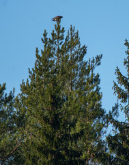 The common buzzard (Buteo buteo) sit on top of the tree.