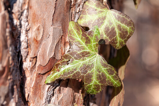 Efeubl&auml;tter an einem Baumstamm