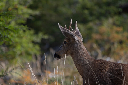 Huemul entre los bosques camino a Coyhaique