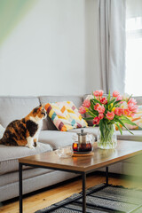 Focus on cat pet relaxing on couch sofa with vase of fresh tulips, just brewed tea pot and cup on...