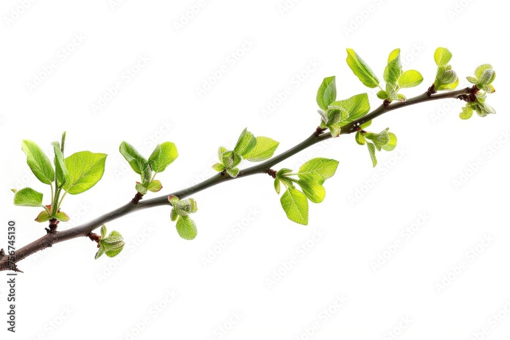 Poster A branch of a tree with vibrant green leaves. Suitable for nature and environment concepts