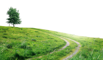 Solitary tree atop a lush green hill with a winding path, cut out - stock png.