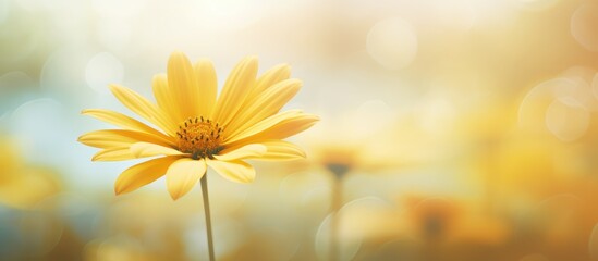 A close up of a vibrant yellow flower from the Daisy family standing tall among the grass in a field, with blue skies in the background - obrazy, fototapety, plakaty