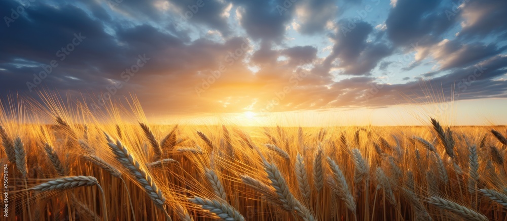 Poster The sun gracefully sets behind a golden field of wheat, painting the sky with vibrant hues of orange and pink, creating a mesmerizing natural landscape