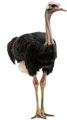 Full body Ostrich on a transparent background