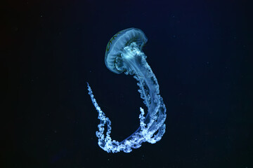Jellifish South american sea nettle, Chrysaora plocamia swimming in dark water of aquarium tank with blue neon light. Aquatic organism, animal, undersea life, biodiversity © katyamaximenko