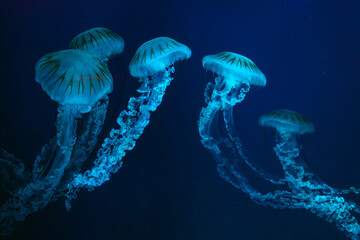 Group of Jellifish South american sea nettle, Chrysaora plocamia swimming in dark water of aquarium tank with blue neon light. Aquatic organism, animal, undersea life, biodiversity