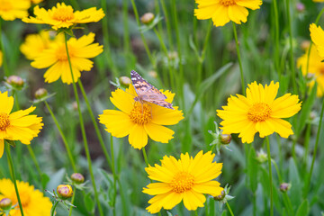 Field of yellow flower Coreopsis lanceolata, Lanceleaf Tickseed or Maiden's eye blooming in summer. Nature, plant, floral background. Garden, lawn of lance leaved Coreopsis with butterfly, close up