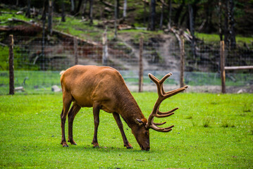 Parc Omega, Canada, July 3 2020 -  Roaming elk in the Omega Park in Canada