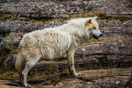 Parc Omega, Canada - July 3 202:  Arctic Wolf in the Omega Park in Canada