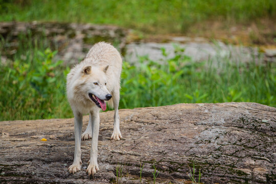 Parc Omega, Canada - July 3 202:  Arctic Wolf in the Omega Park in Canada