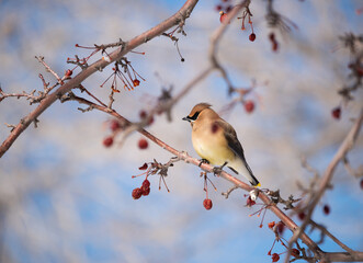 Cedar waxwing amongst crabapple berries on a sunny day in Colorado