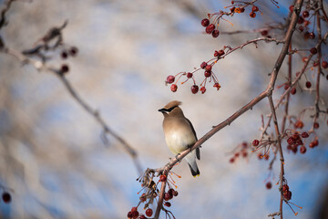 Cedar waxwing perched on a cherry blossom branch, lit my morning light with a soft background
