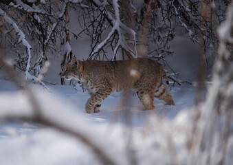 Bobcat walking through a snowy ravine near Boulder, Colorado