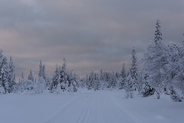 Soft golden light hitting the underside of clouds on a snowy ski in Swedish jamtland
