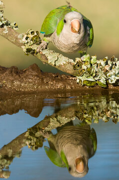 Parakeet perched on a branch of Calden , La Pampa, Patagonia, Argentina