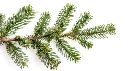 Detailed close up of a pine tree branch. Perfect for nature backgrounds